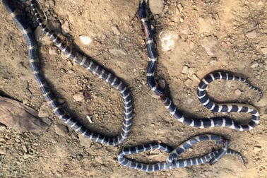 Kinh hãi phát hiện ổ rắn độc trong vườn nhà