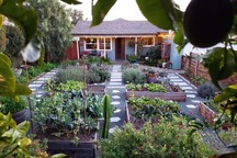 “Bỏ phố, về quê” cô gái người Mỹ gây “sốt” với khu vườn hoa trái trĩu quả