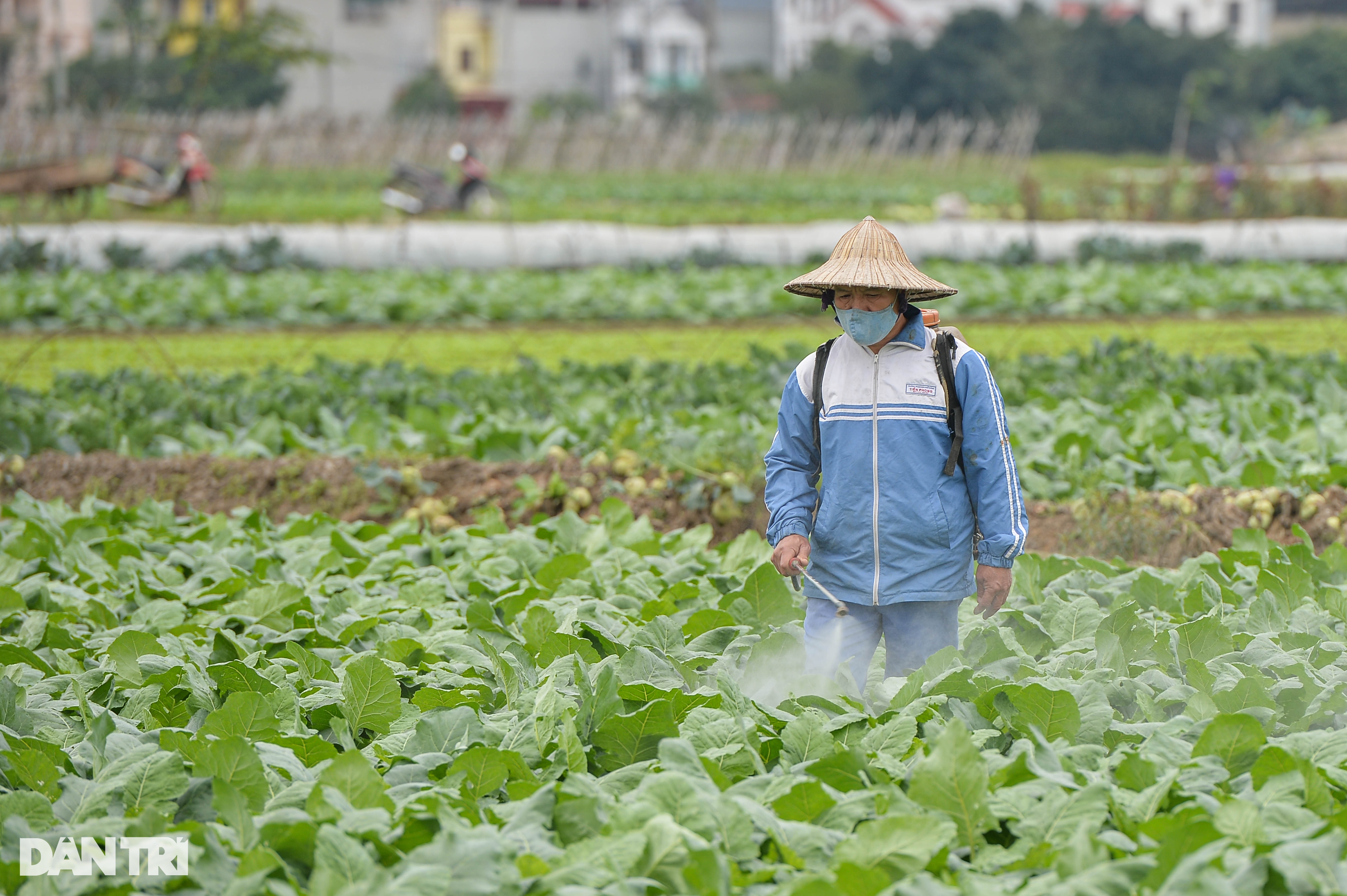 Lạnh thấu xương, nông dân ở Hà Nội vẫn miệt mài xuống đồng - 7