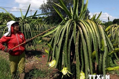 "Việc thu mua búp thanh long tại Bình Thuận là bình thường"