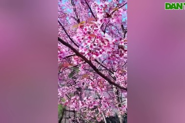 Hoa anh đào đưa nở ở Mường Típ, Mường Ải (Kỳ Sơn)