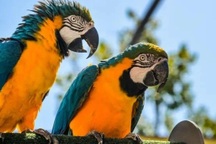 Vẹt nói tiếng người do hiểu hay chỉ là sự bắt chước vô thức?