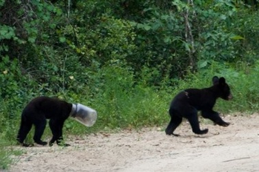 Gấu hoang bị mắc đầu vào lọ suốt 10 ngày