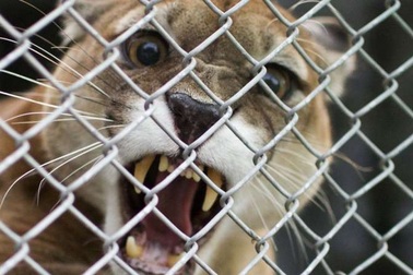 Người mẹ giải cứu con trai 7 tuổi bị báo hoang tấn công