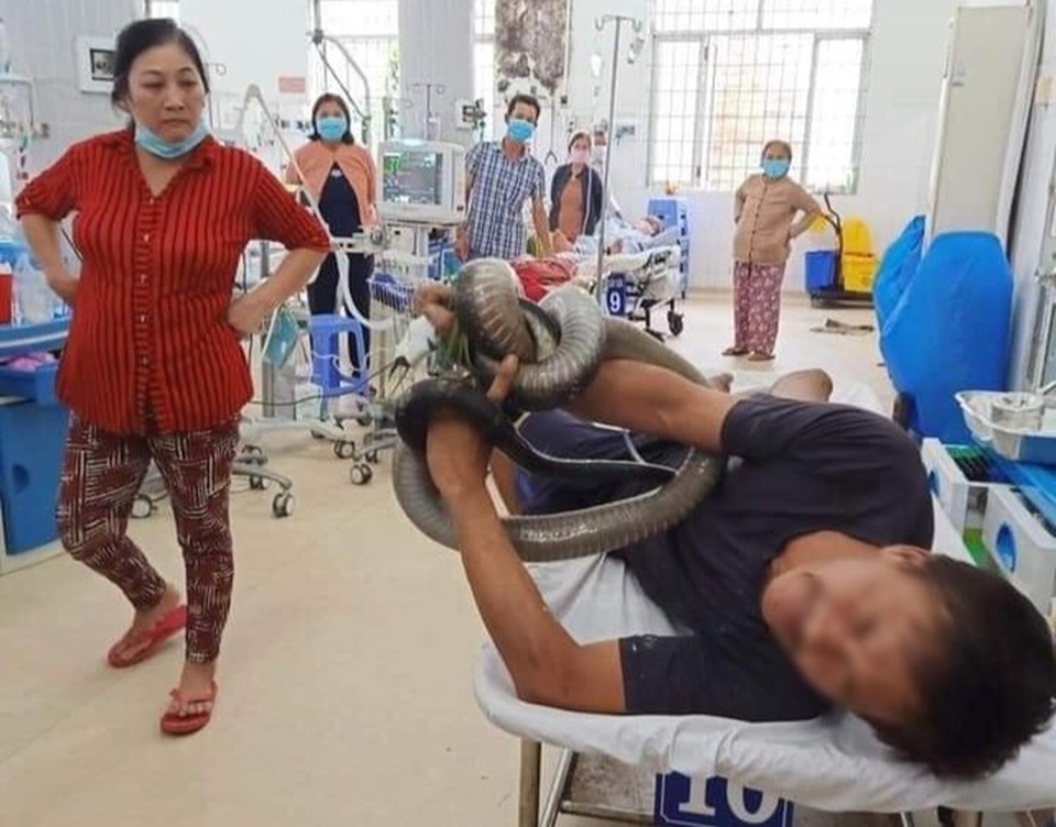 Bị rắn hổ chúa cắn vào lưng, nữ bệnh nhân thập tử nhất sinh - 2 Bị rắn hổ chúa cắn vào lưng, nữ bệnh nhân thập tử nhất sinh - 2