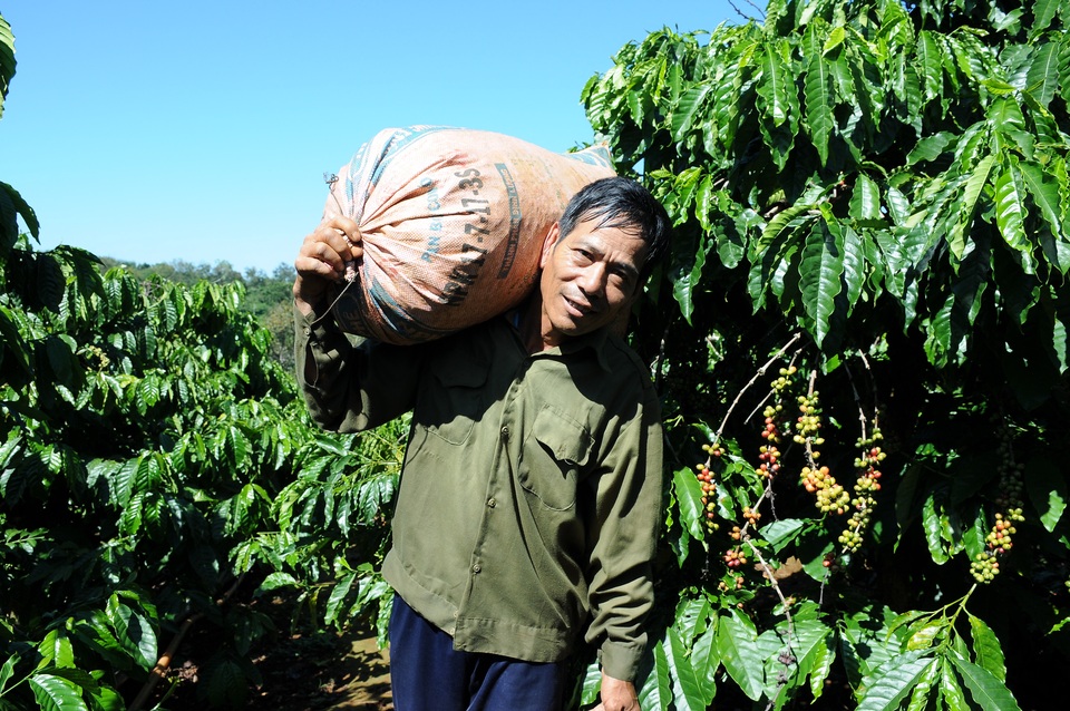 Vất vả mưu sinh bằng nghề hái cà phê thuê ở Tây Nguyên - 9