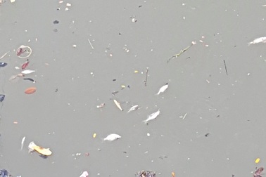 Cá nhỏ chết, bơi lờ đờ trên sông An Cựu