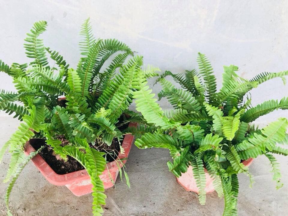 Loài cây từ thời cổ đại, mọc dại bờ tường, nay làm cảnh bán cả chục triệu - 2 Loài cây từ thời cổ đại, mọc dại bờ tường, nay làm cảnh bán cả chục triệu - 2