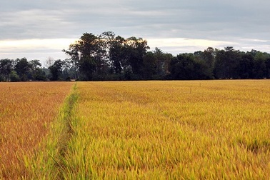 “Làm khoa học cần phải lăn vào thực tế”