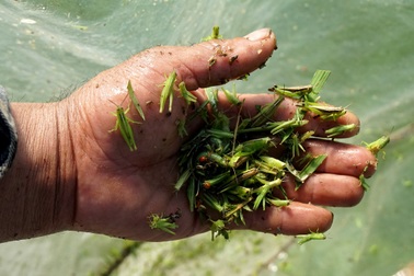 "Sống khỏe" nhờ nghề đi bắt... loài phá hoại mùa màng