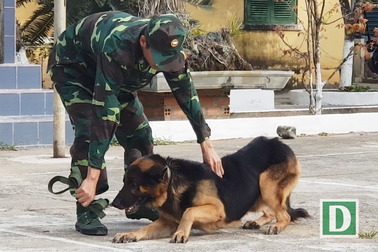 Những chú chó béc-giê hàng đầu của biên phòng “xứ trầm”