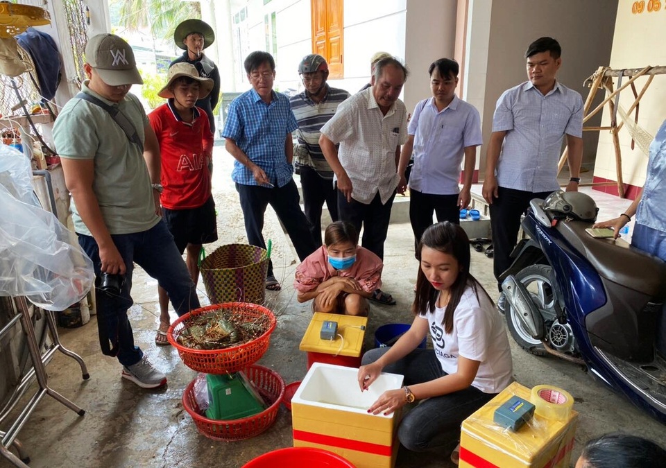 Giải cứu tôm hùm: Sự thật qua giải thích của người đã nuôi tôm 25 năm - 8 Giải cứu tôm hùm: Sự thật qua giải thích của người đã nuôi tôm 25 năm - 8
