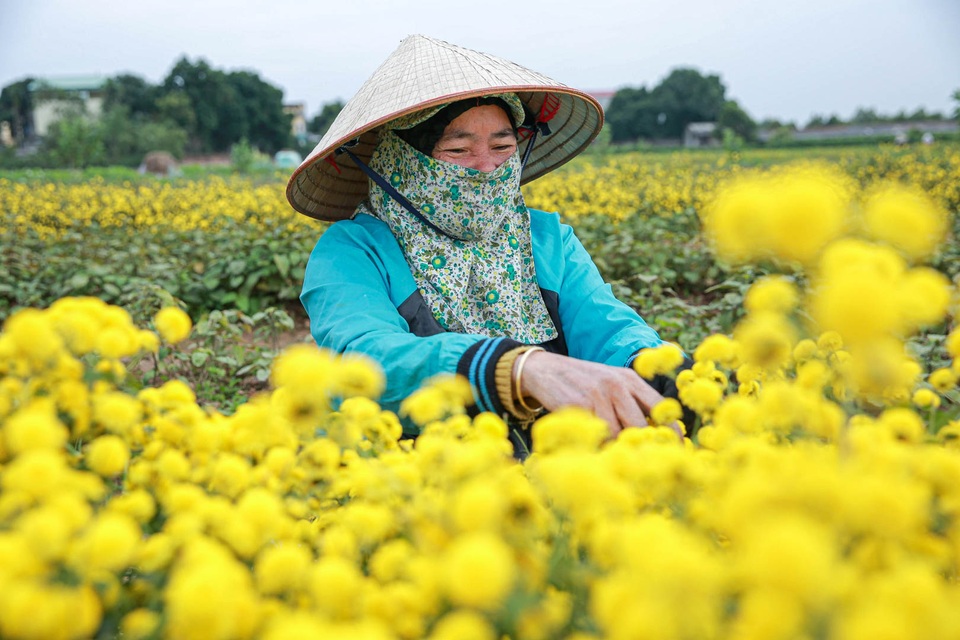 Làng Nghĩa Trai vàng óng vào mùa thu hoạch hoa cúc tiến vua - 7 Làng Nghĩa Trai vàng óng vào mùa thu hoạch hoa cúc tiến vua - 7