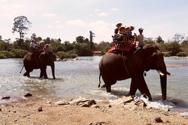 Nữ du khách gãy 4 xương sườn, gãy tay khi cưỡi voi ở Tây Nguyên