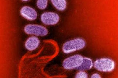 Trường hợp lây cúm A/H1N1 từ mẹ sang con đầu tiên