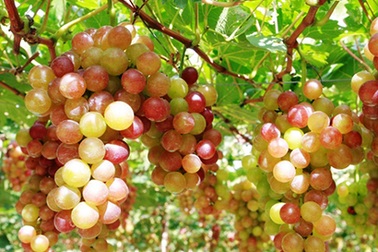 Đến thăm Phan Rang, “đắm mình” giữa ruộng nho bạt ngàn