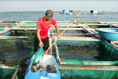 Về Ninh Thuận ra làng bè Đông Hải xem tắm cá