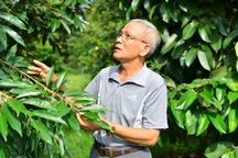 Trồng "cây tỷ đô", cụ ông 75 tuổi có thu nhập khiến người trẻ nể phục