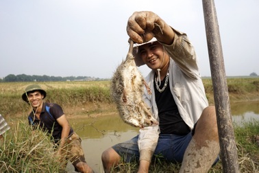 Theo chân thợ săn chuột đồng ở ngoại thành Hà Nội