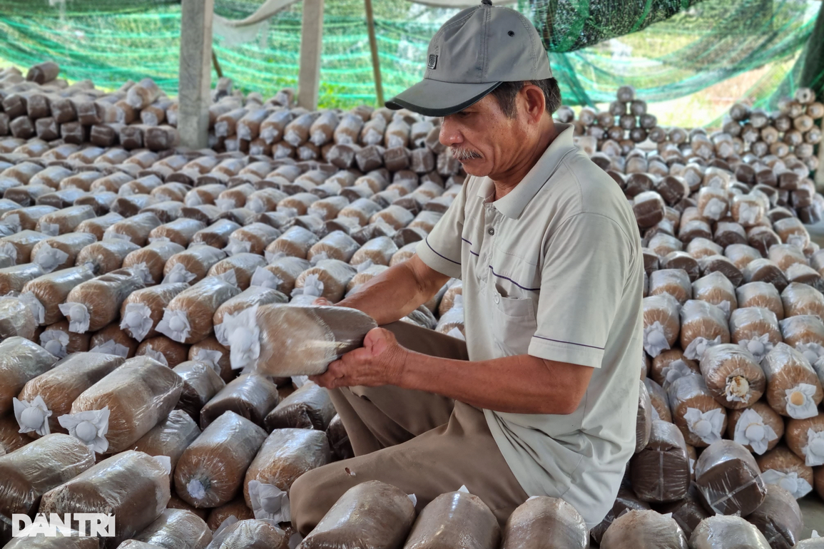 Trồng nấm bào ngư xám, lão nông khấm khá nhờ xuất tới... một tạ/ngày - 4 Trồng nấm bào ngư xám, lão nông khấm khá nhờ xuất tới... một tạ/ngày - 4