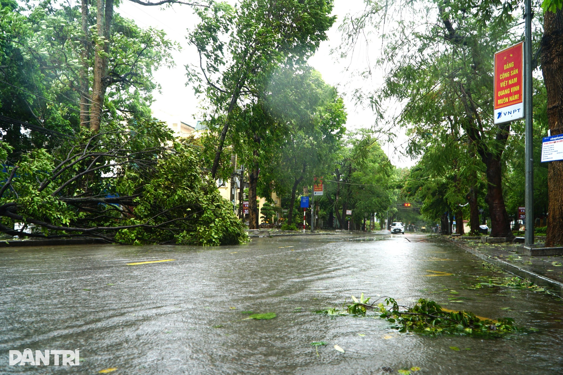 Cây xanh ngã đổ sau khi bão Wipha quét qua Thanh Hóa - 3 Cây xanh ngã đổ sau khi bão Wipha quét qua Thanh Hóa - 3