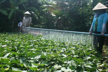 Đủ kiểu thu gom nông sản… lạ lùng của thương lái Trung Quốc