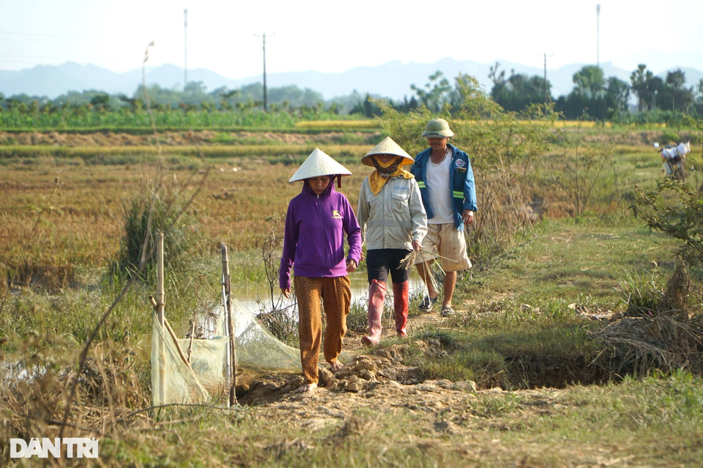 Mưa ngập trắng đồng, nông dân xót xa gặt lúa về cho gà ăn - 2 Mưa ngập trắng đồng, nông dân xót xa gặt lúa về cho gà ăn - 2