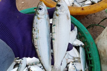 Loại cá “béo” giúp giảm mỡ máu: Người Nhật ưa chuộng, Việt Nam rất sẵn