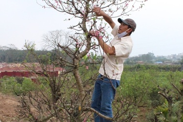 Nhật Tân “nóng” dịch vụ trông giữ đào sau tết
