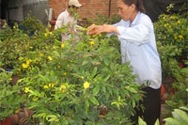 TPHCM: Nhà vườn than vì mai nở sớm