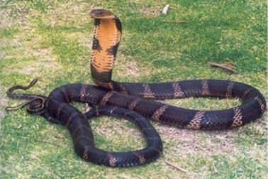 Kinh hoàng rắn chúa trên dãy Tam Đảo