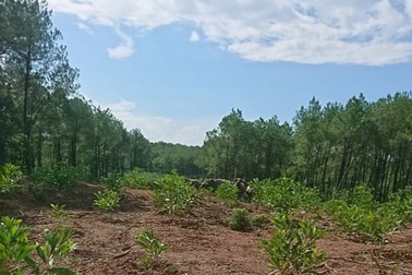 Truy tìm chủ nhân đàn trâu hoang 20 con thường xuyên rượt đuổi người