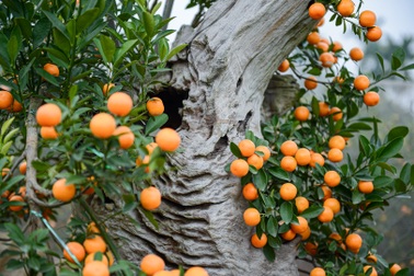 Độc đáo quất ghép gỗ lũa giá chục triệu đồng