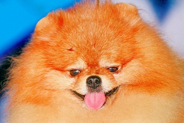 Sắp diễn ra hội thi “hoa hậu” chó