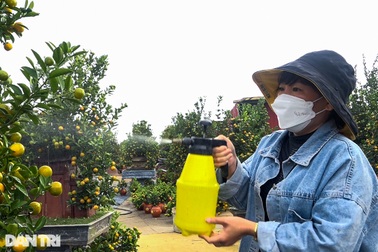 Ngại dịch bùng, người Hà Nội lặn lội vào tận vườn mua cây cảnh chơi Tết sớm