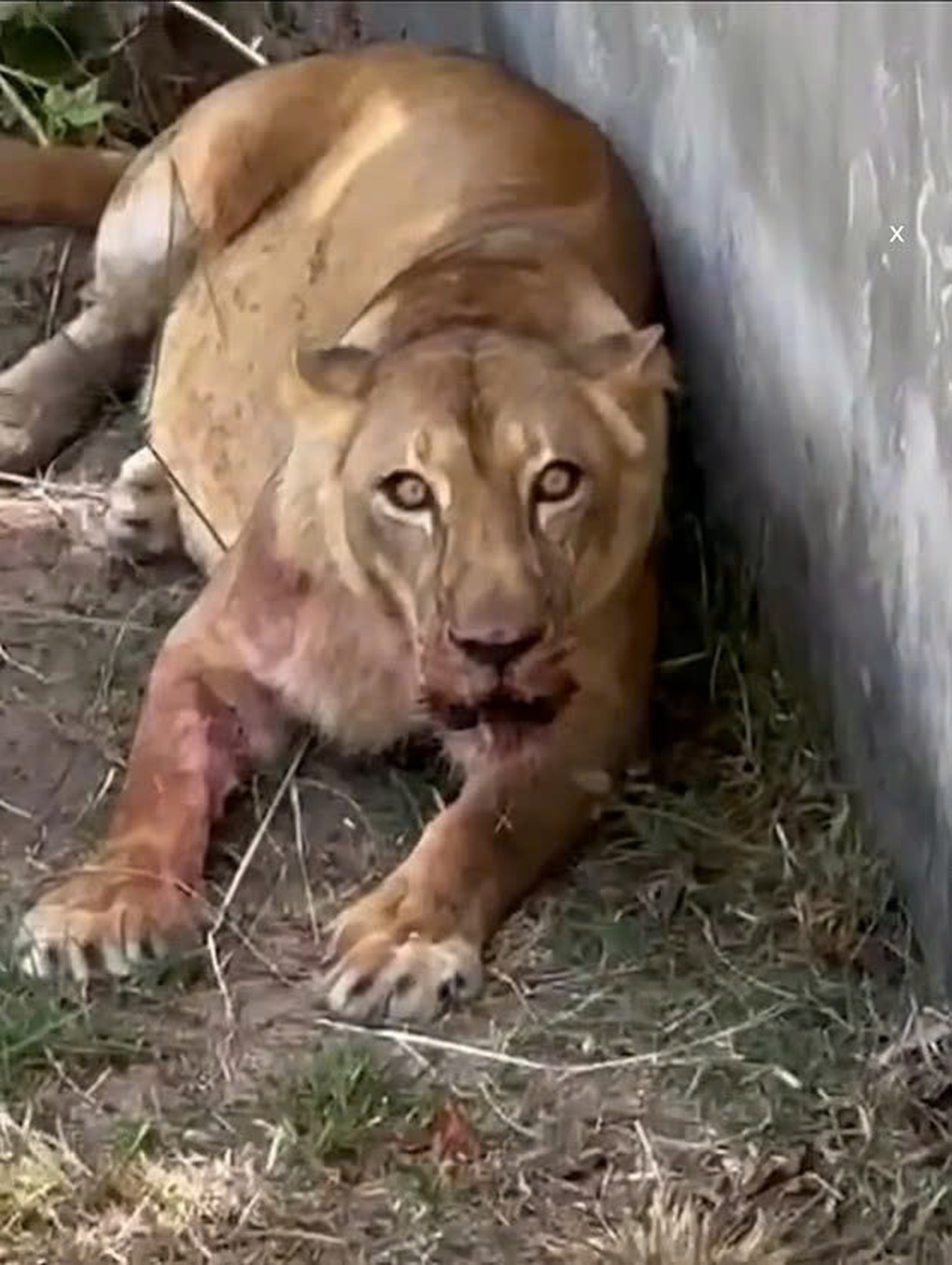 Leo vào chuồng sư tử vì mộng làm huấn luyện viên, thanh niên bị cắn tử vong - 3