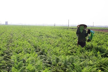 Hải Dương cấp thẻ cho nông dân ra đồng