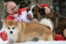 Tổng thống Putin từ chối nhận món quà chó quý của Nhật Bản