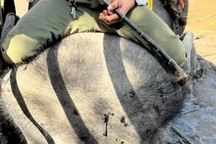 Voi Đắk Lắk bị thúc ép phục vụ du khách đến bật máu