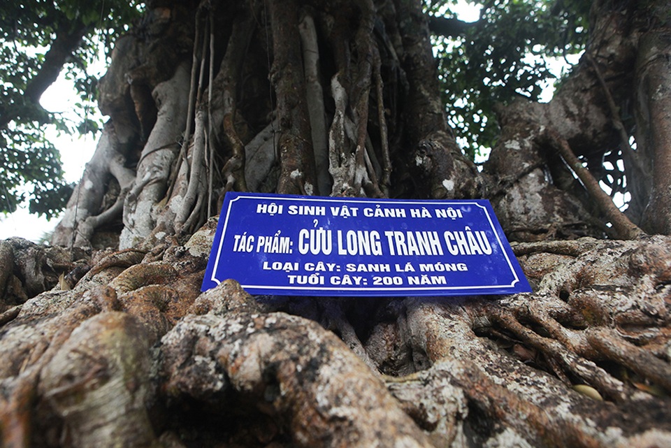 Choáng ngợp cây sanh lá móng cổ thụ giá chục tỷ ở Hà Nội - 2 Choáng ngợp cây sanh lá móng cổ thụ giá chục tỷ ở Hà Nội - 2