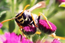 Ong bắp cày là loài côn trùng đầu tiên biết tính toán logic