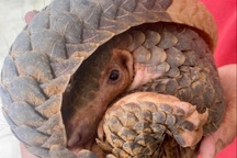 Tê tê quý hiếm bò vào sân nhà dân ở Gia Lai