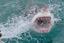 Cá mập cắn chết người đàn ông lướt sóng