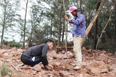 Vụ đào ao nuôi tôm, phá rừng phòng hộ: Dỡ nhà vi phạm, buộc trồng lại cây