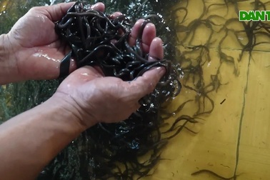 Thầy giáo chi 30 triệu đồng mở trang trại nuôi lươn, mỗi năm lãi 2 tỷ đồng