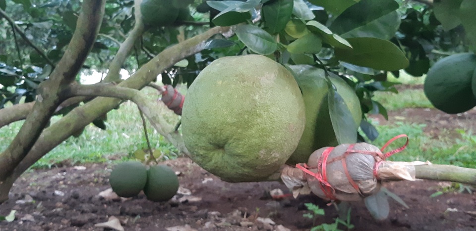 Thu hơn 1 tỷ đồng/năm từ cây bưởi da xanh trên đất cằn - 8 Thu hơn 1 tỷ đồng/năm từ cây bưởi da xanh trên đất cằn - 8