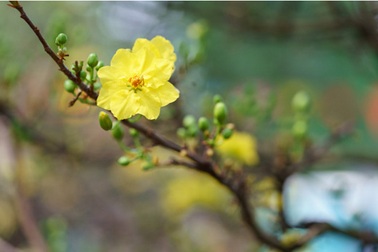 Mỗi năm một dịp nghẹn ngào