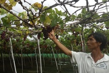 Ninh Thuận: Nông dân trồng nho “méo mặt” vì bão số 9