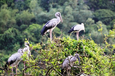 Về Ninh Bình khám phá "đảo cò" Thung Nham