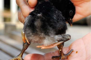 Gà 4 chân "hút" nhiều người tới xem 